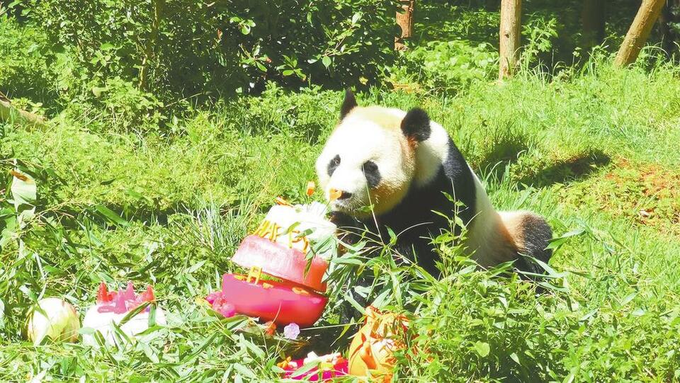 雲南野生動物園為大熊貓“毛竹”慶祝8歲生日_fororder_77b