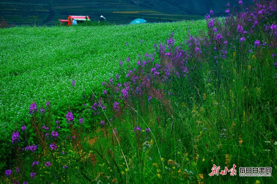 【大美甘肅】八月，在蘭州榆中馬坡遇見鄉野漫步花海_fororder_1