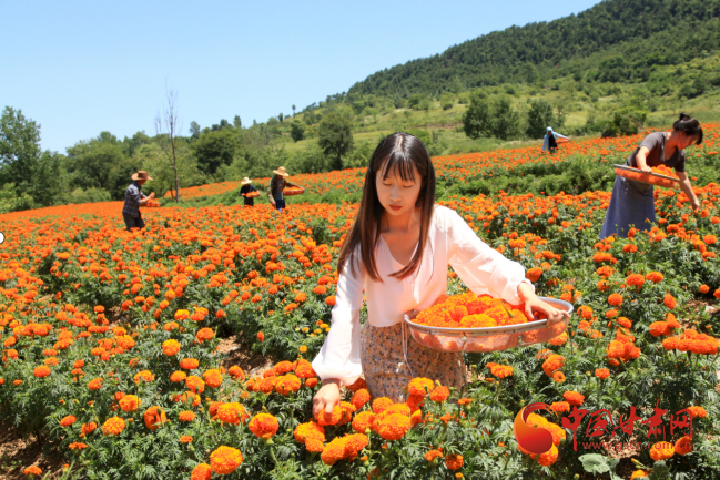 【隴南】隴南成縣：做強“花産業”激活“花經濟”_fororder_1