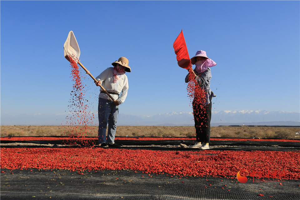 【嘉峪關】【隴拍客】嘉峪關：紅紅枸杞“映紅”甜甜日子_fororder_2