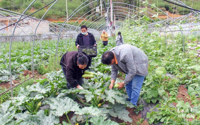 曲靖會澤：特色水果時鮮蔬菜俏銷市場