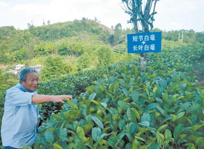 追憶"大國茶匠"肖時英：只為雲南普洱茶根深葉茂_fororder_9