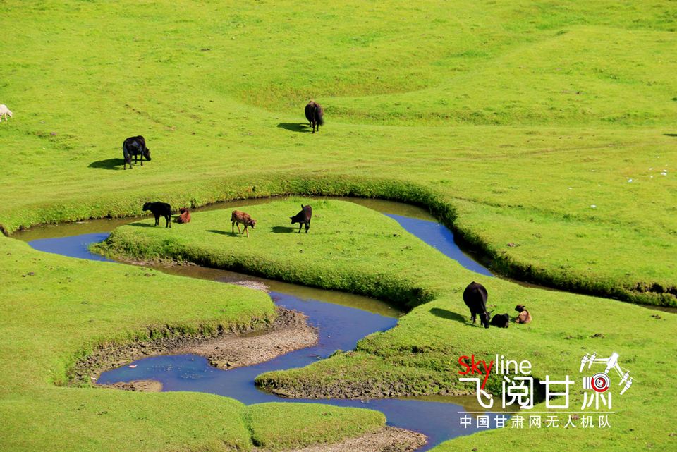 【焦點輪播圖】【飛閱甘肅】盛夏狼渡灘 藏在定西岷縣的草原秘境_fororder_4