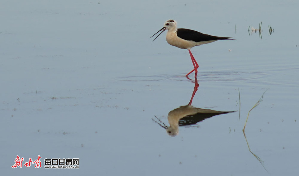 【生態】張掖肅南明花鄉海子湖成長腿鷸棲息地_fororder_3