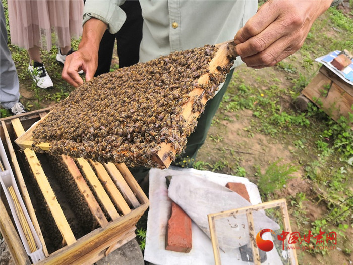 【平涼】【小康路上看老鄉】平涼華亭：小蜜蜂釀出山鄉村民“甜蜜”生活_fororder_3