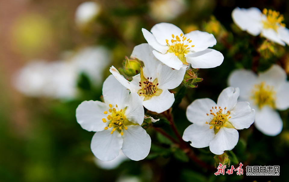 【輪播圖】秋日武威天祝三峽國家森林公園畫意十足_fororder_4