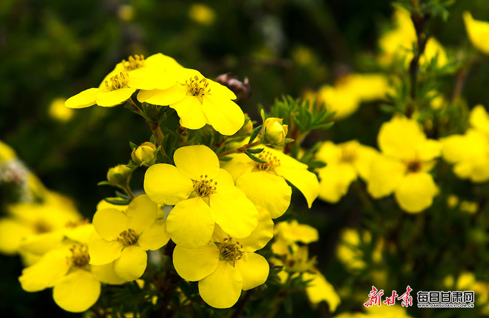 【大美甘肅】秋日武威天祝三峽國家森林公園畫意十足_fororder_2