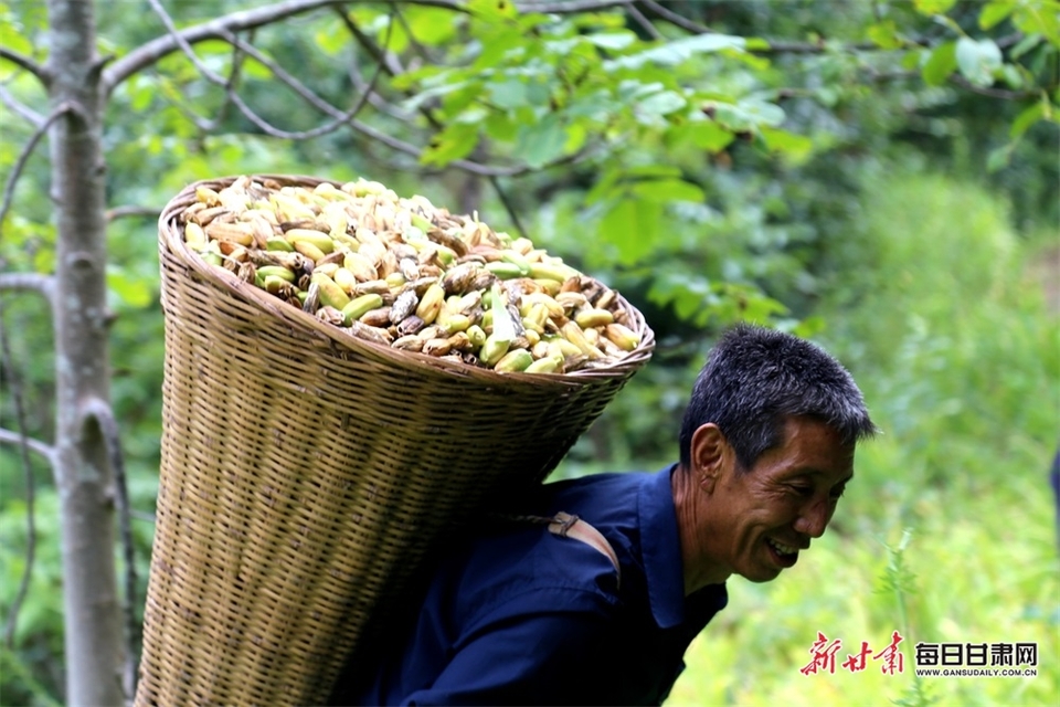 【隴南】隴南徽縣虞關鄉：馬蘭花開分外艷 村民樂享花經濟_fororder_5