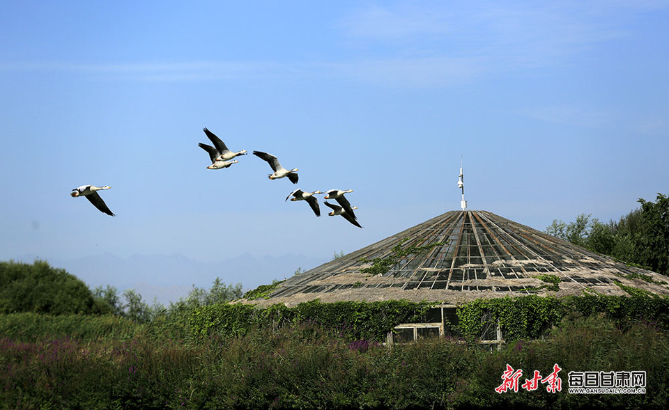 【生態】張掖國家濕地公園：飛鳥湖中弄清波 彩蝶花枝舞倩影_fororder_5