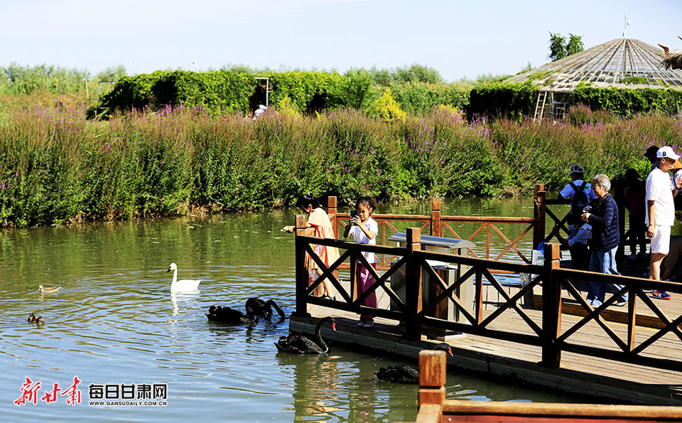 【生態】張掖國家濕地公園：飛鳥湖中弄清波 彩蝶花枝舞倩影_fororder_6