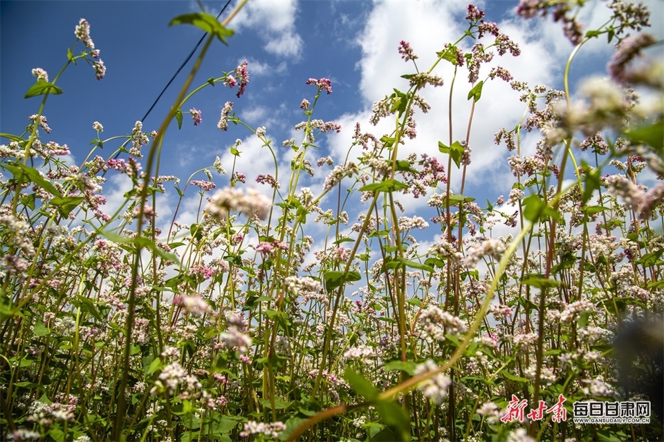 【慶陽】慶陽：蕎麥花“開”出環縣豐收景_fororder_2