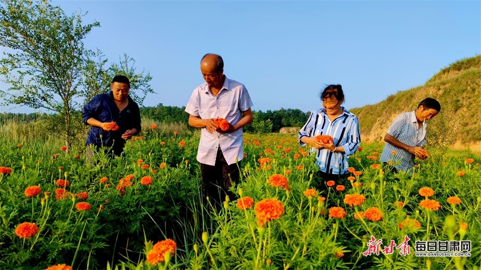 【平涼】平涼崇信黃寨鎮：萬壽菊變“致富花”_fororder_3