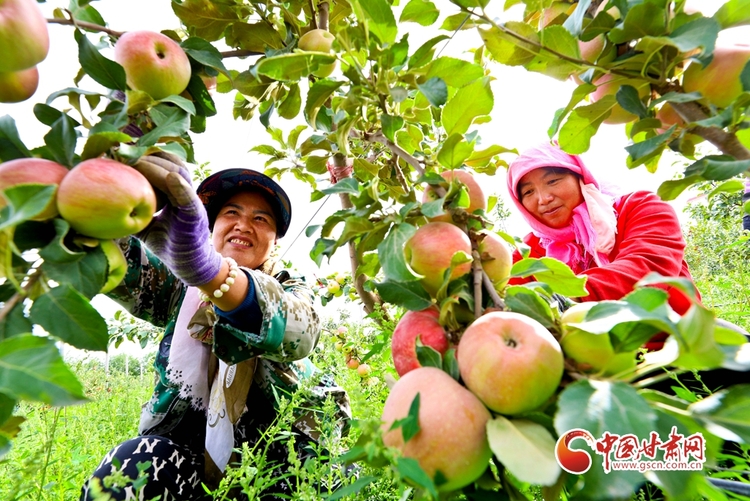 【張掖】【隴拍客】甘肅民樂：祁連山下20萬斤矮化密植蘋果喜獲豐收_fororder_1