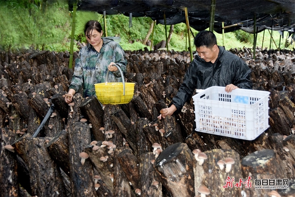 【隴南】隴南康縣三河壩鎮香菇喜獲豐收_fororder_3