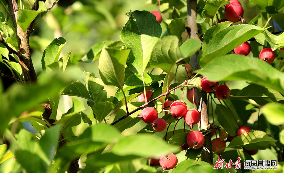 【大美甘肅】飛瀑如玉帶 水鳥棲湖中 張掖蘆水灣畫意濃_fororder_3