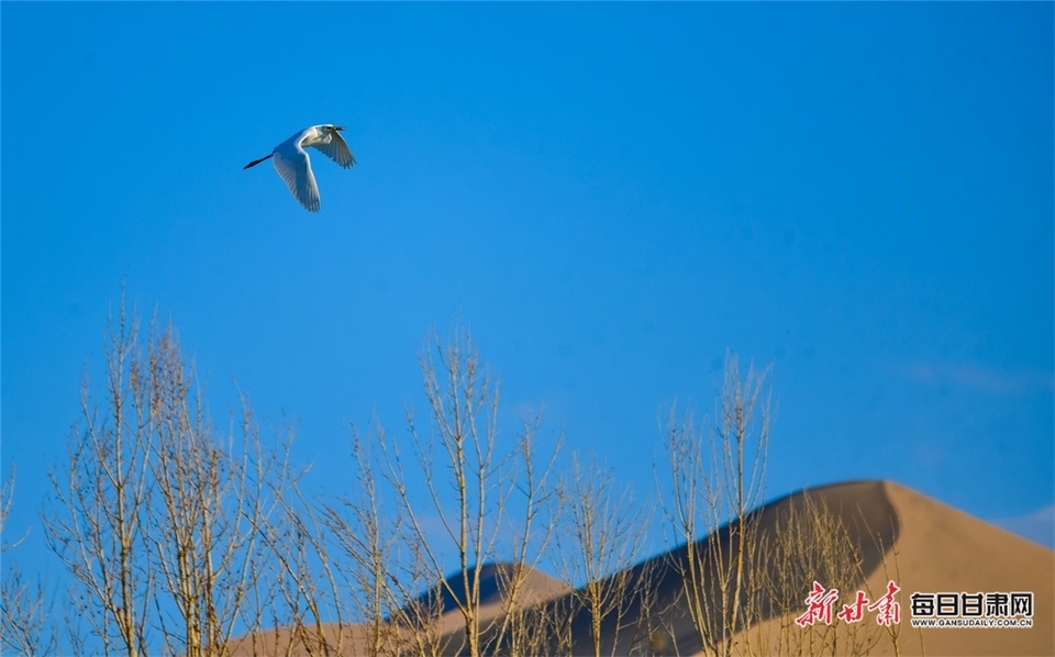 【生態】鳴沙山下白鷺飛 大漠敦煌秋色濃_fororder_8