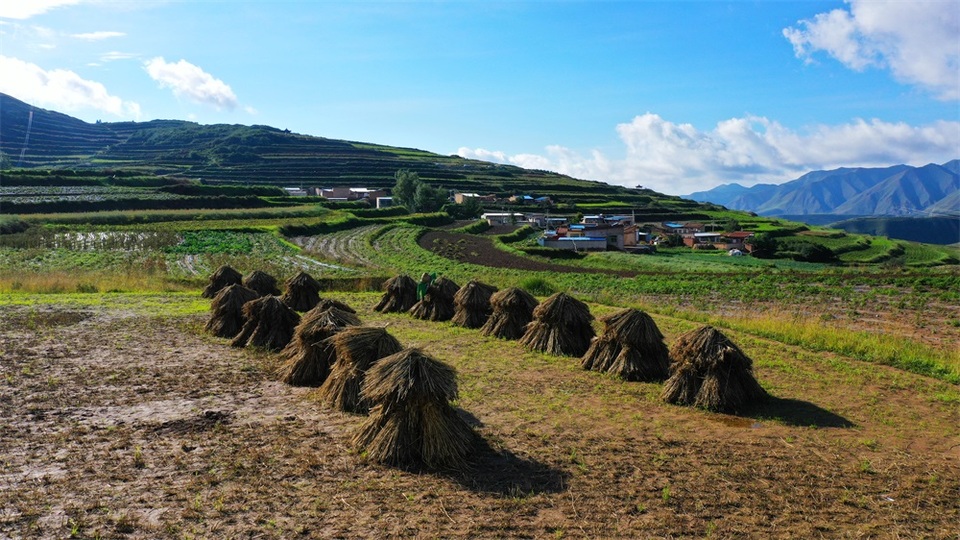 【輪播圖】秋風拂山巒 田疇披錦繡 蘭州榆中馬坡似大地“調色盤”_fororder_6