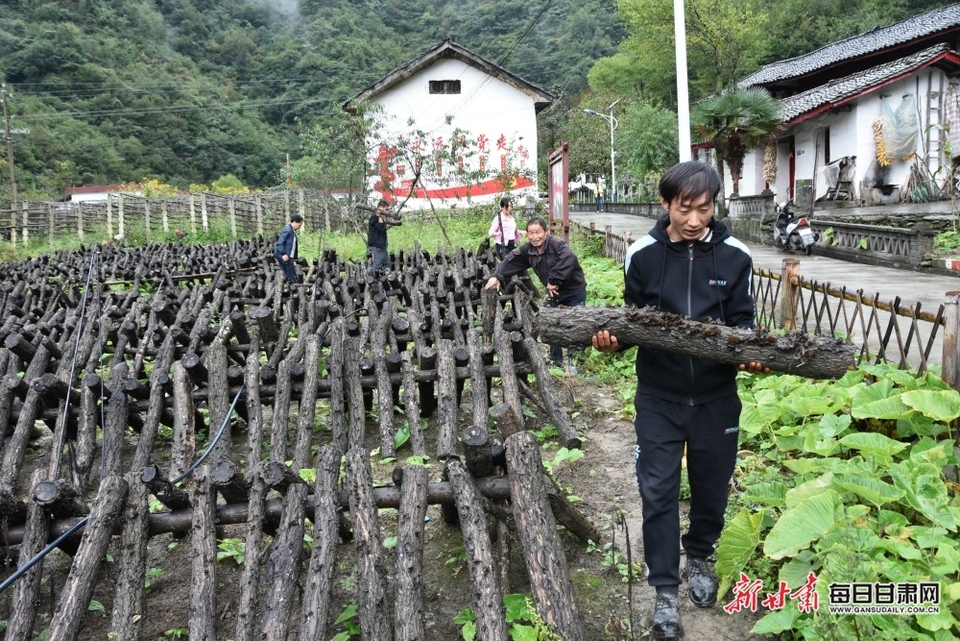 【隴南】隴南康縣又到木耳采收季_fororder_2