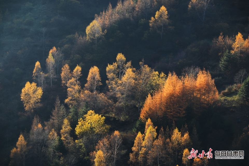 【輪播圖】隴南：紅葉漫山林 秋風染農舍_fororder_1