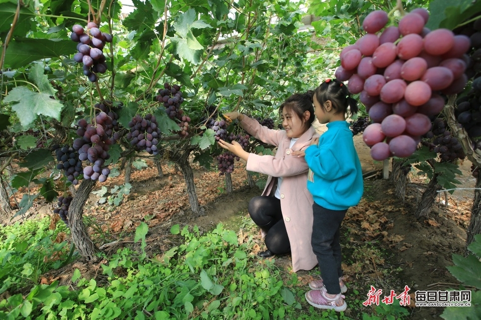 【嘉峪關】嘉峪關市民盡享田園採摘樂趣_fororder_1