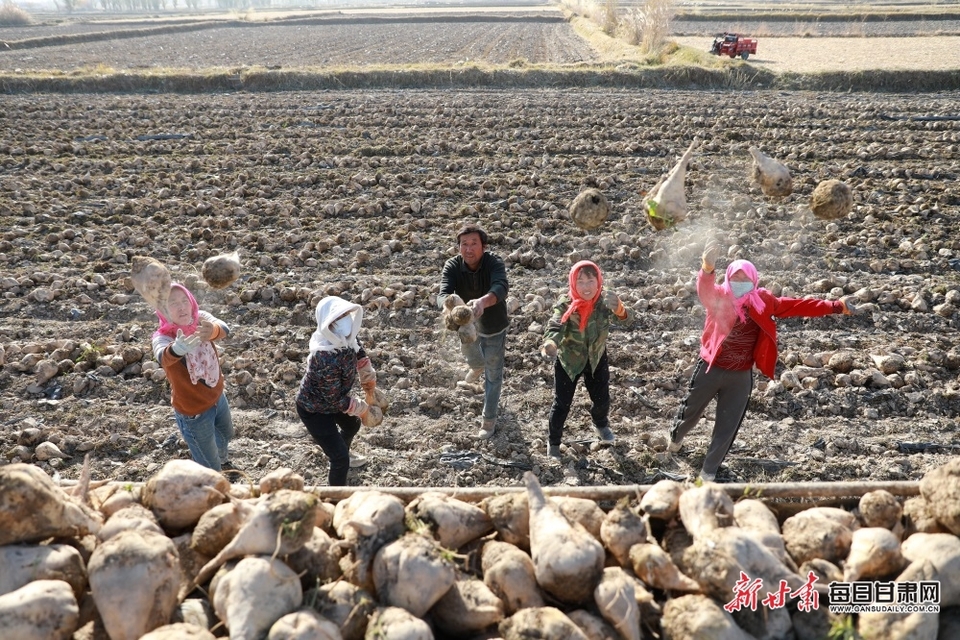 酒泉金塔縣：萬畝甜菜“甜透”農戶心_fororder_1