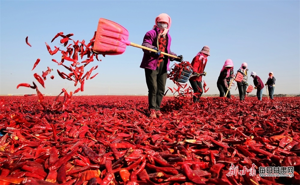 【張掖】“椒”傲！張掖甘州區烏江鎮紅辣椒喜獲豐收_fororder_1