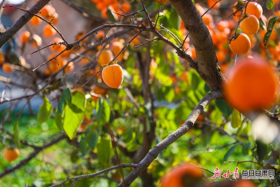 【慶陽】慶陽西峰區董志鎮陳戶村的柿子紅了_fororder_1