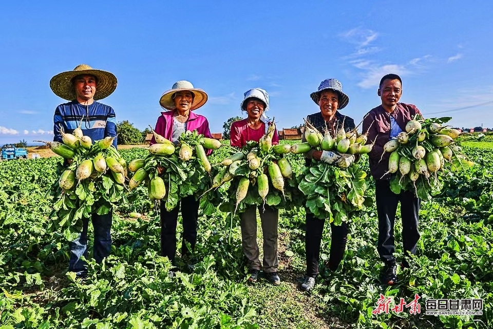 【慶陽】慶陽西峰區董志鎮蔬菜豐收_fororder_1