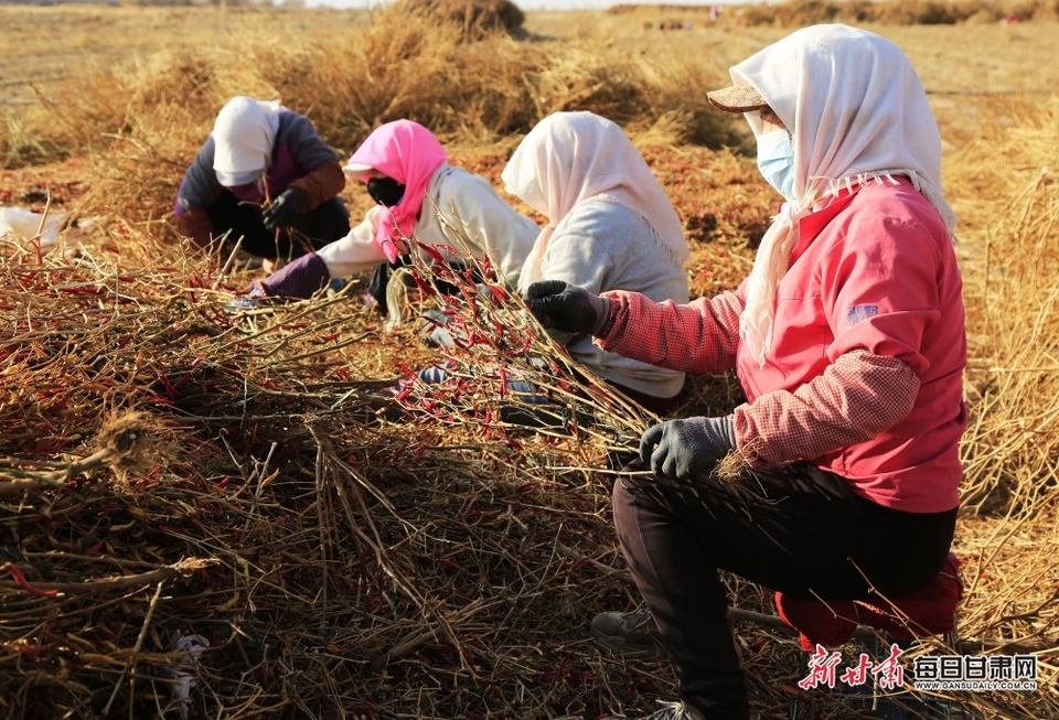 【張掖】張掖農場：朝天椒“映”紅農民的好日子