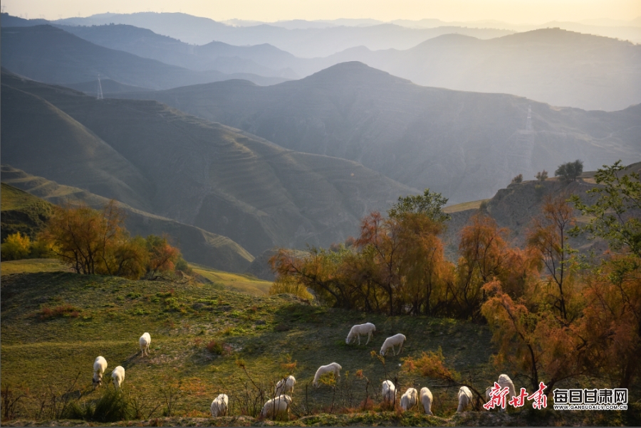 【輪播圖】臨夏：驚秋黃葉遍峰巒 永靖山鄉畫意濃