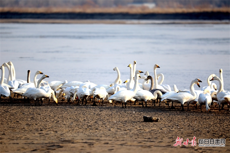 張掖：大批大天鵝抵達高臺濕地棲息越冬_fororder_1