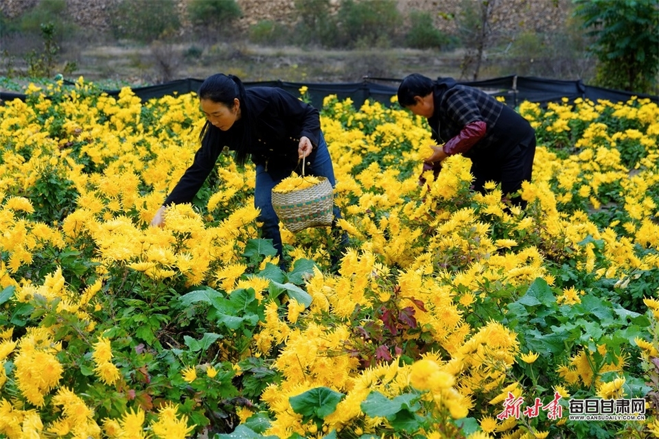 隴南西和大橋鎮：金絲皇菊開 農民采收忙_fororder_1