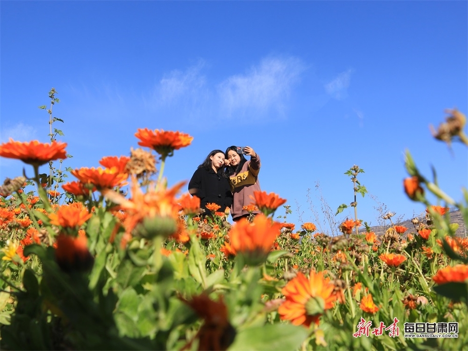 【定西】定西岷縣十里鎮駱駝村金盞菊凜冬傲霜暗香浮動_fororder_1