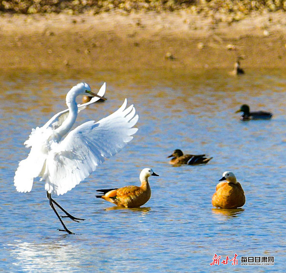 【輪播】敦煌黨河濕地候鳥翔集風景美