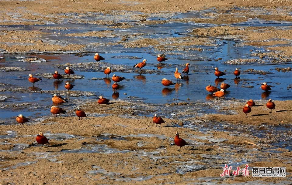 【輪播圖】張掖濕地引來大批候鳥棲息_fororder_1