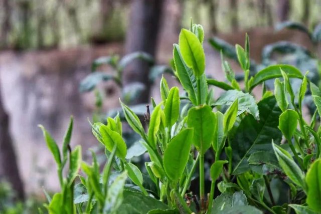 滇紅茶製作技藝實現雲南臨滄世界非遺名錄“零”突破_fororder_8