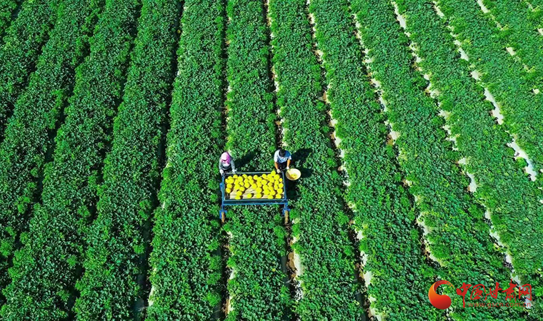 【武威】武威民勤：跨越百億啟新程 地區生産總值亮出耀眼“成績單”_fororder_4