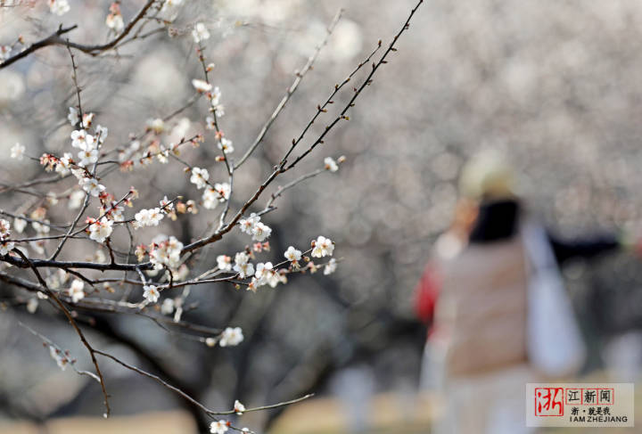 杭州：十里梅花香雪海 早梅初綻迎新春_fororder_1674111295276_63c8e93f159bb80b9956a858