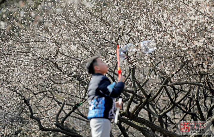 杭州：十里梅花香雪海 早梅初綻迎新春_fororder_1674111295472_63c8e93f159bb80b9956a860