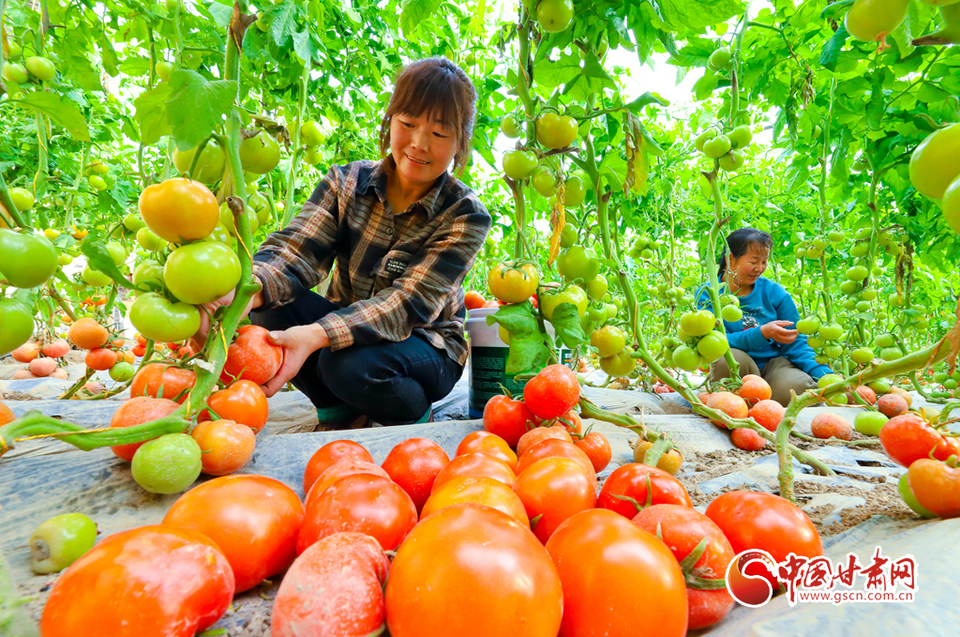 張掖甘州：早春大棚蔬菜生産忙_fororder_1