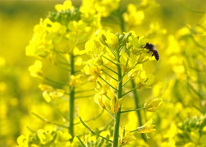 楚雄南華：“雲上花海·魅力南華”2023年龍川油菜花節即將開幕_fororder_2