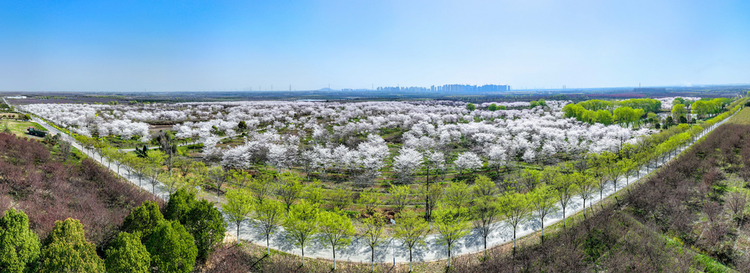 合肥蜀山：櫻花綻放 邂逅春天_fororder_圖片2