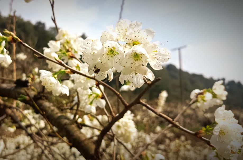 昆明宜良北古城鎮米戶村舉辦2023年首屆櫻桃•花節_fororder_2