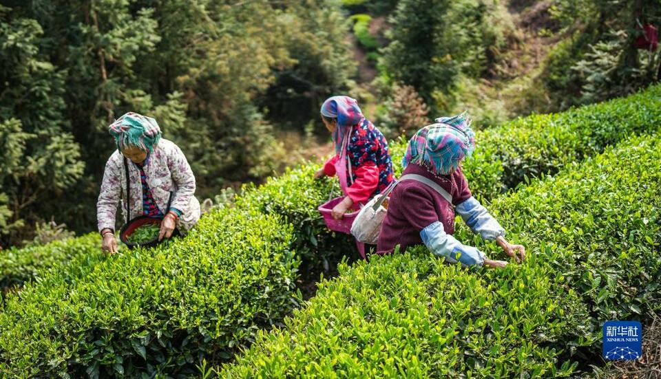 貴州：明前茶 採摘忙