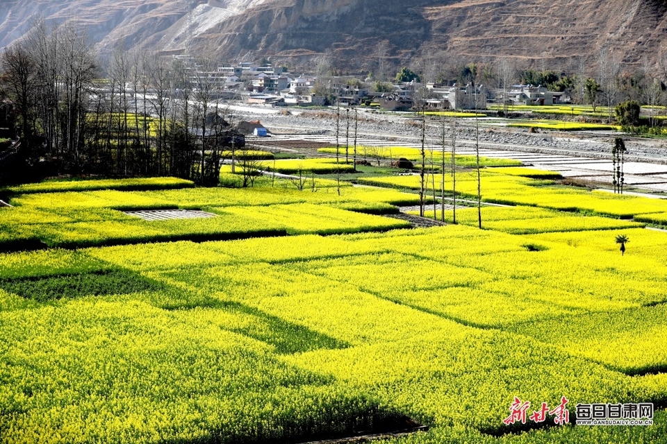 【輪播圖】甘肅：丹堡河畔油菜花開 文縣山鄉移步皆畫_fororder_00301697269_027f9962