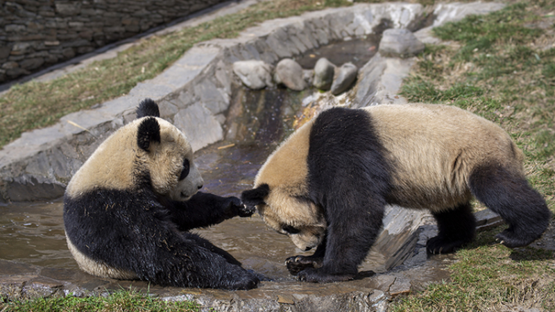 Pandas having fun with each other_fororder_圖片6