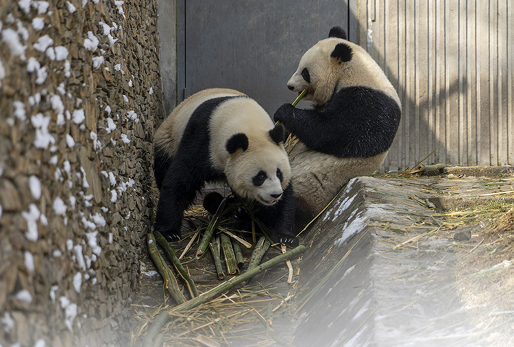 Pandas having fun with each other_fororder_圖片5