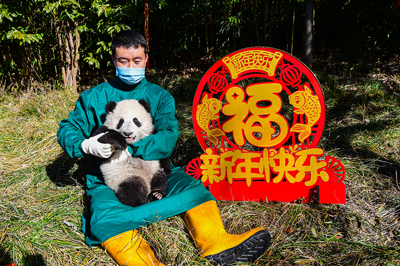 中國大熊貓保護研究中心2022級熊貓寶寶首次亮相  Panda Cubs of Class 2022 at China Conservation and Research Center for the Giant Panda Made Their Debut_fororder_圖片20