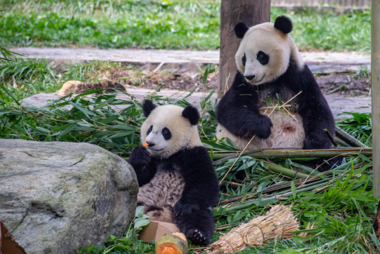 What is the living state of elderly giant pandas?_fororder_老年大熊貓生活狀態