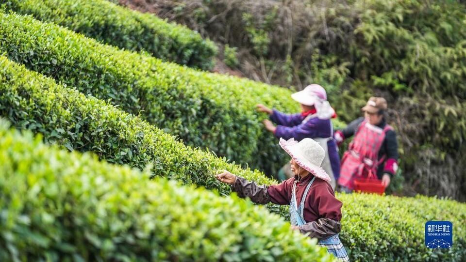 貴州：明前茶 採摘忙